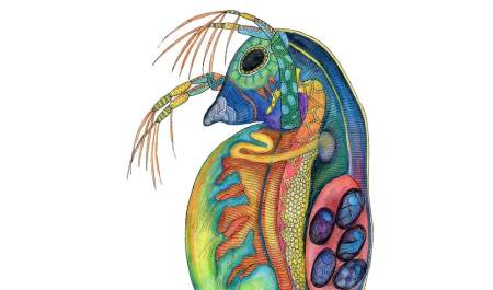 Colourful Oceans: Microscopic Marine Life Workshop