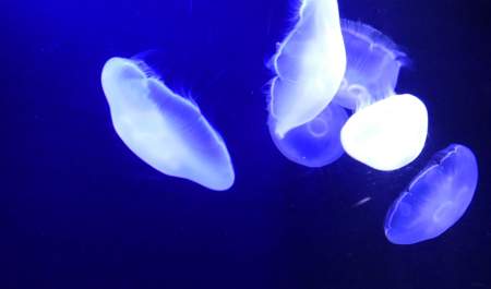 Illuminate the Mysteries of the Deep