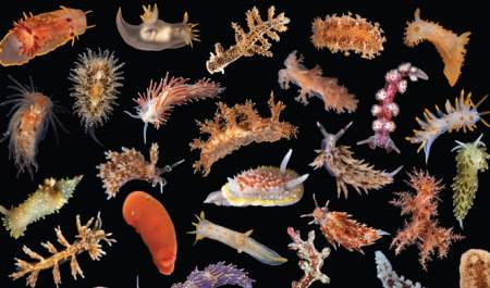 Northern Ireland's Hidden Depths - An Exploration Of Our Marine Life