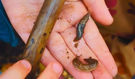 The Secret Life Beneath Our Feet